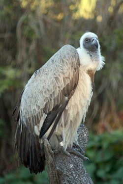 edgebird