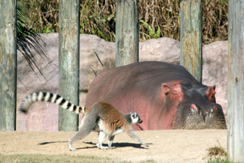edgehippo