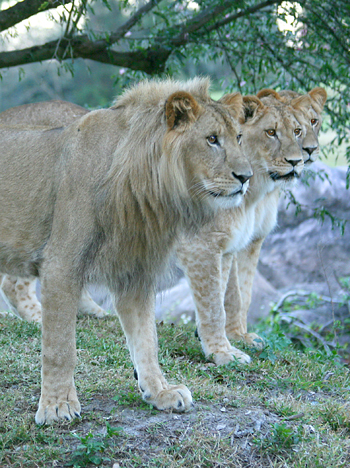 edgelion