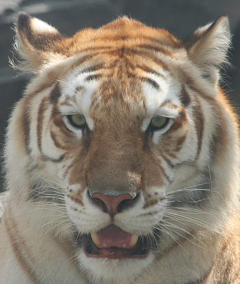 jungalatiger