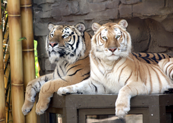 jungalatiger2