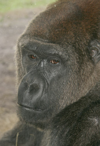 myombegorilla3