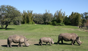 serengetirhino
