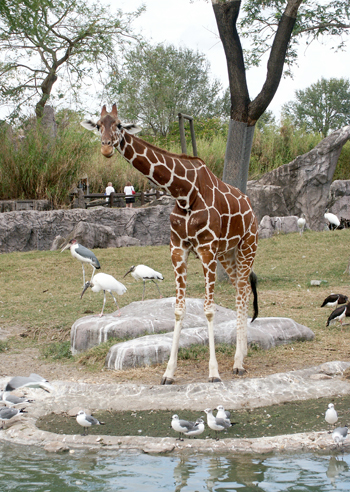 srengetigir