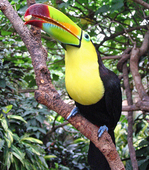 aviary
