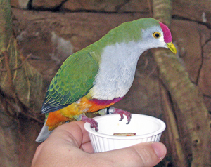 aviary2
