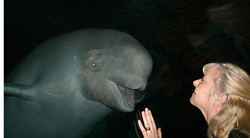 beluga2