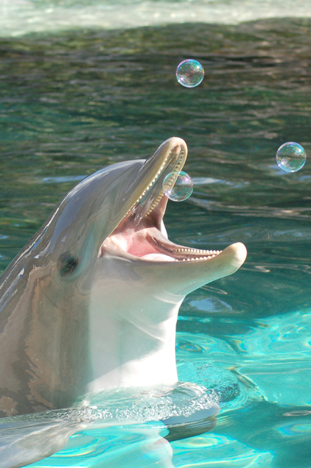 dolphincove