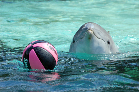 dolphincove2