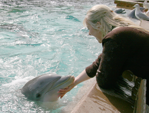 dolphintour