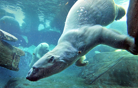 polar