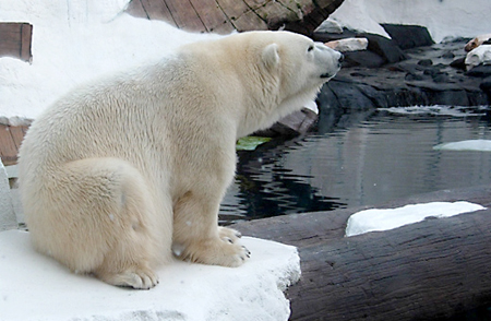 polar2
