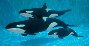 shamu_underwater