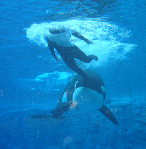 shamuunderwater2