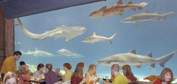 sharksundgrill