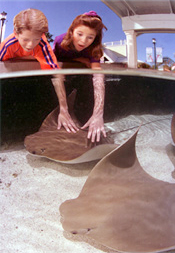 stingray