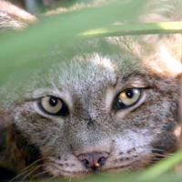 big_cat_rescue