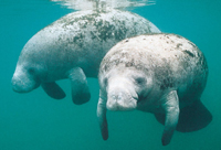 manatee