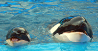 seaworld