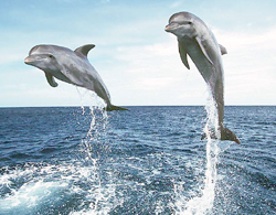 wild_dolphin