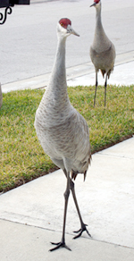 wildlife