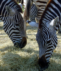 zoos