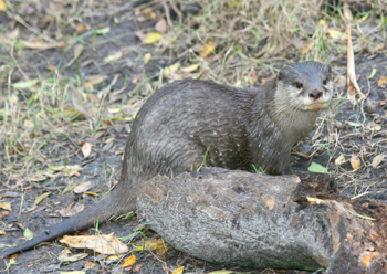 otter