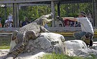 gatorland